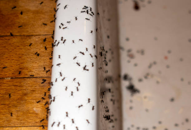 Best Residential Pest Control  in Jenks, OK